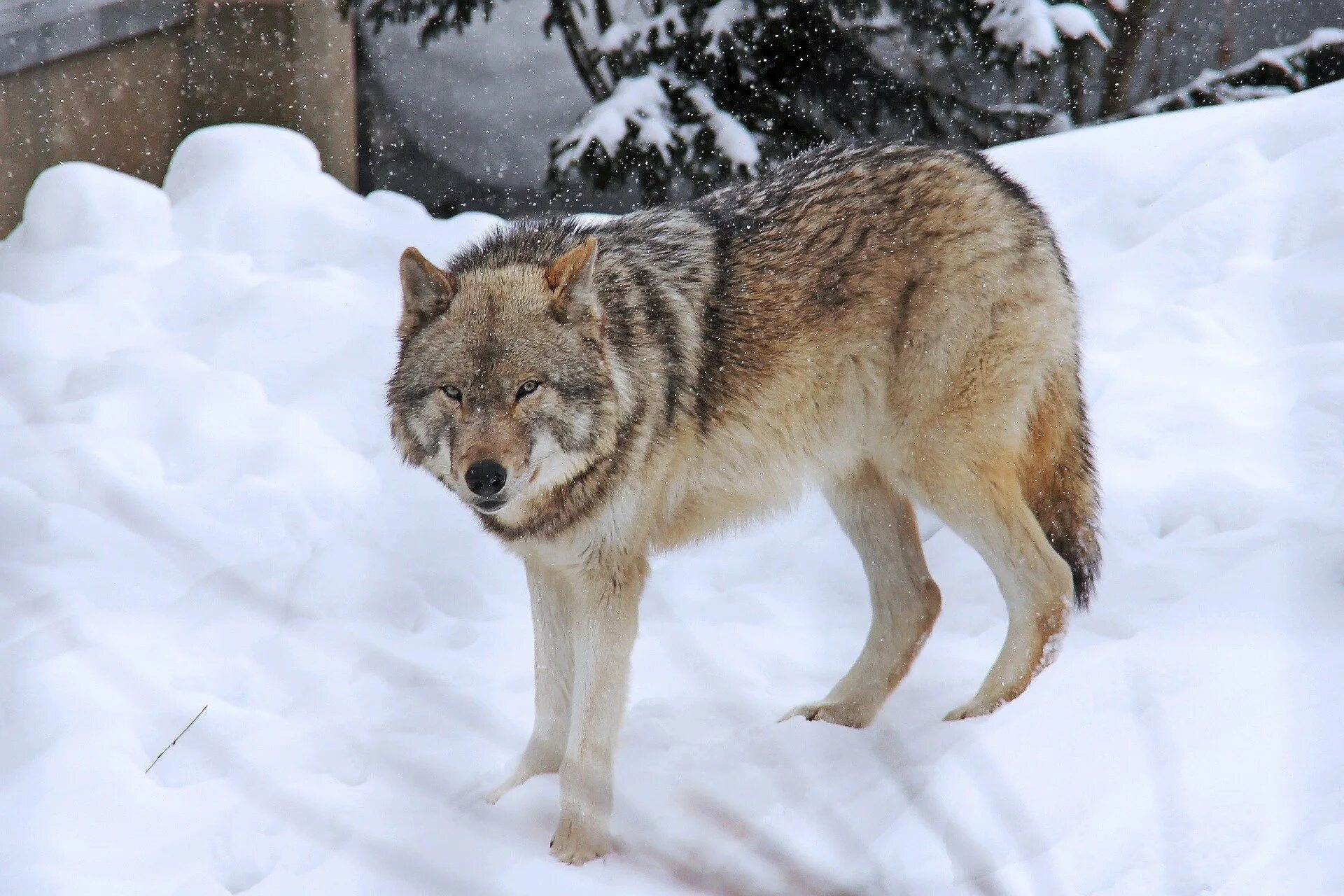 Животные Удмуртии. Волк фото. Волк зимой. Водятся ли волки