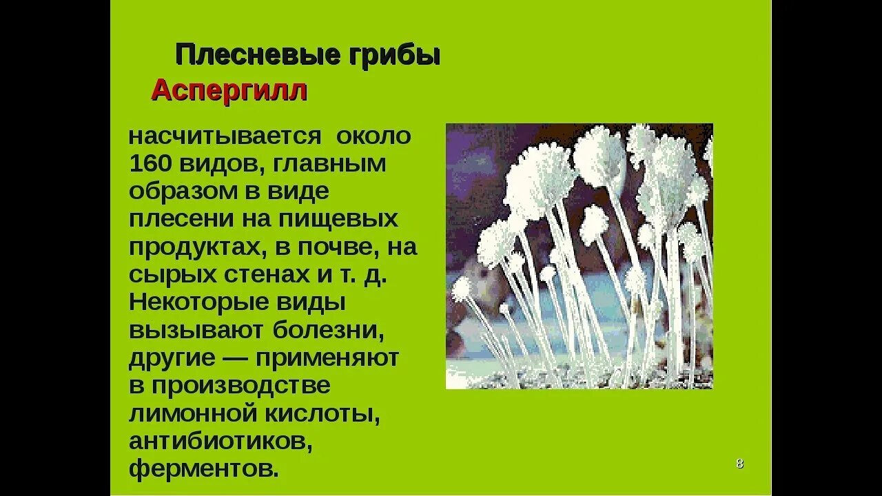 Плесневые грибы представители. Плесневый гриб аспергилл. Мукор пеницилл аспергилл. Плесневелые грибы аспергилл. Плесневелые грибы названия.