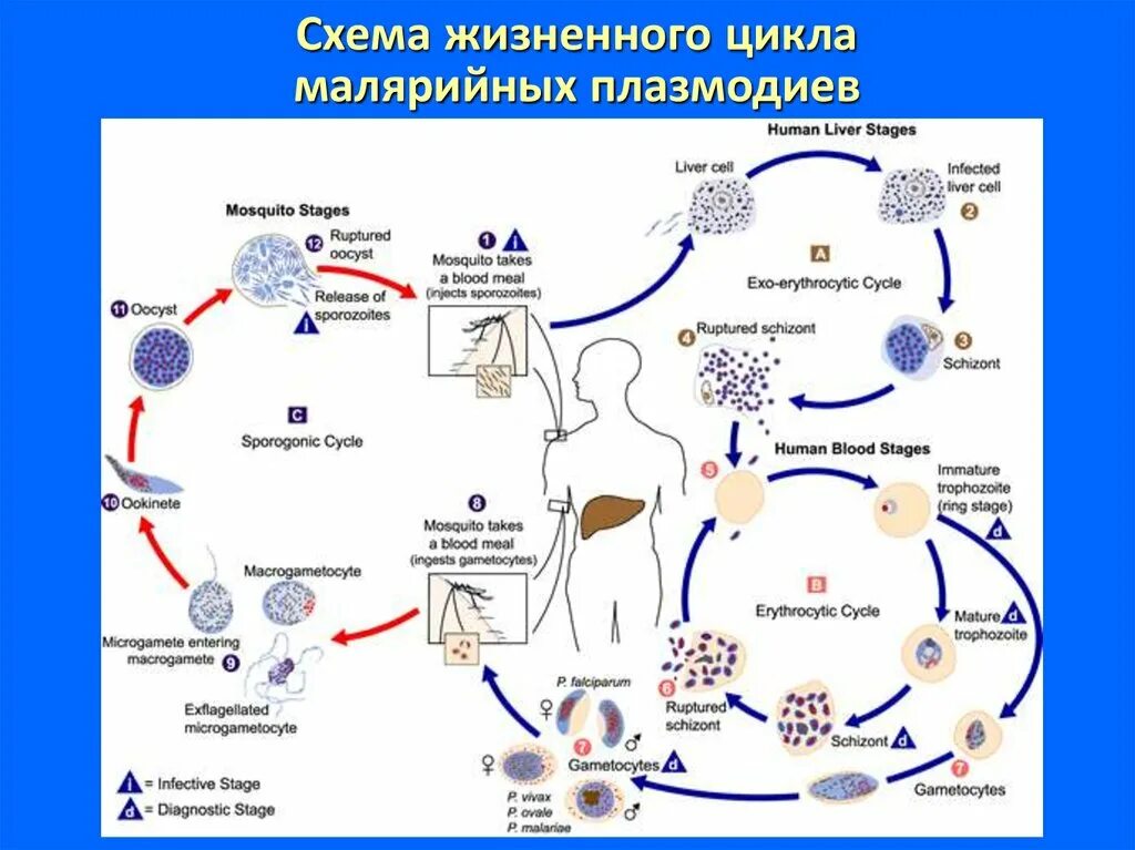 Кровяные Споровики жизненный цикл. Цикл развития малярийного плазмодия схема. Жизненный цикл малярийного плазмодия Vivax. Plasmodium falciparum жизненный цикл.