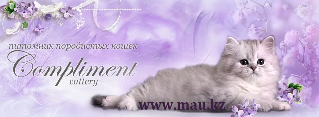 Кот капец. Комплимент кошке к фото. Котята с комплиментами. Комплимент кошке. Комплимент кошке.