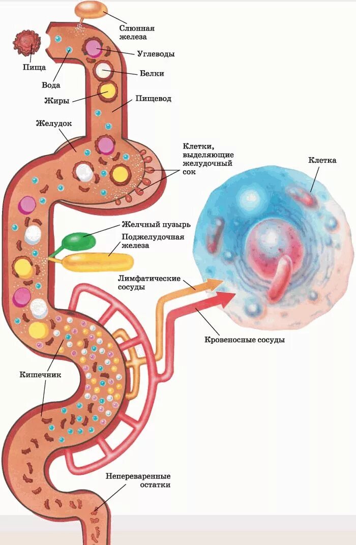 Схема всасывания питательных веществ. Схема процесса пищеварения. Процесс переваривания пищи схема. Пищевые продукты питательные вещества и их превращения в организме. Этапы расщепления пищи