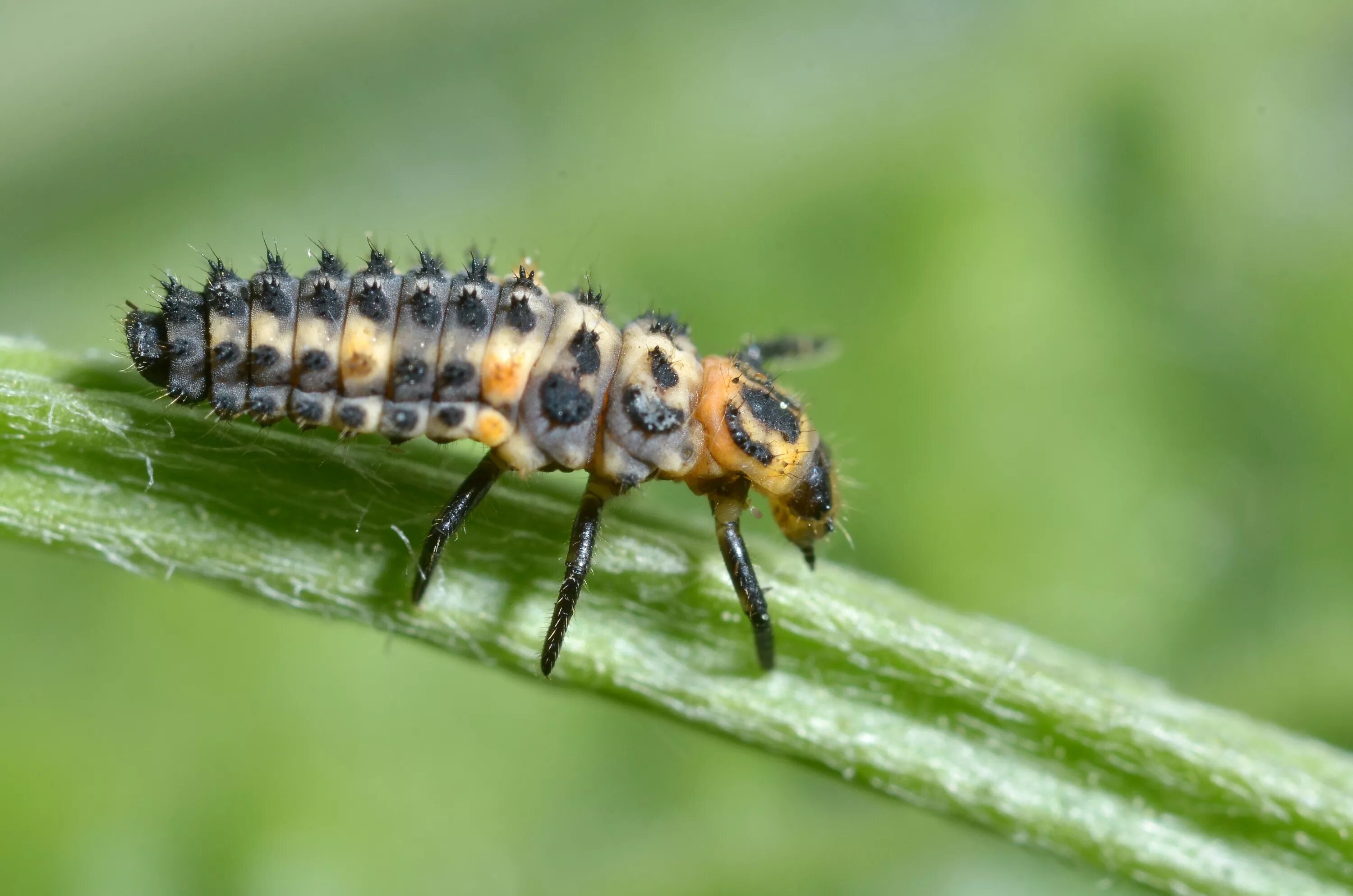 Личинка тли. Hippodamia variegata личинка. Жук ЛАРВА. Семиточечная коровка личинка. ЛАРВА личинка Божьей коровки.