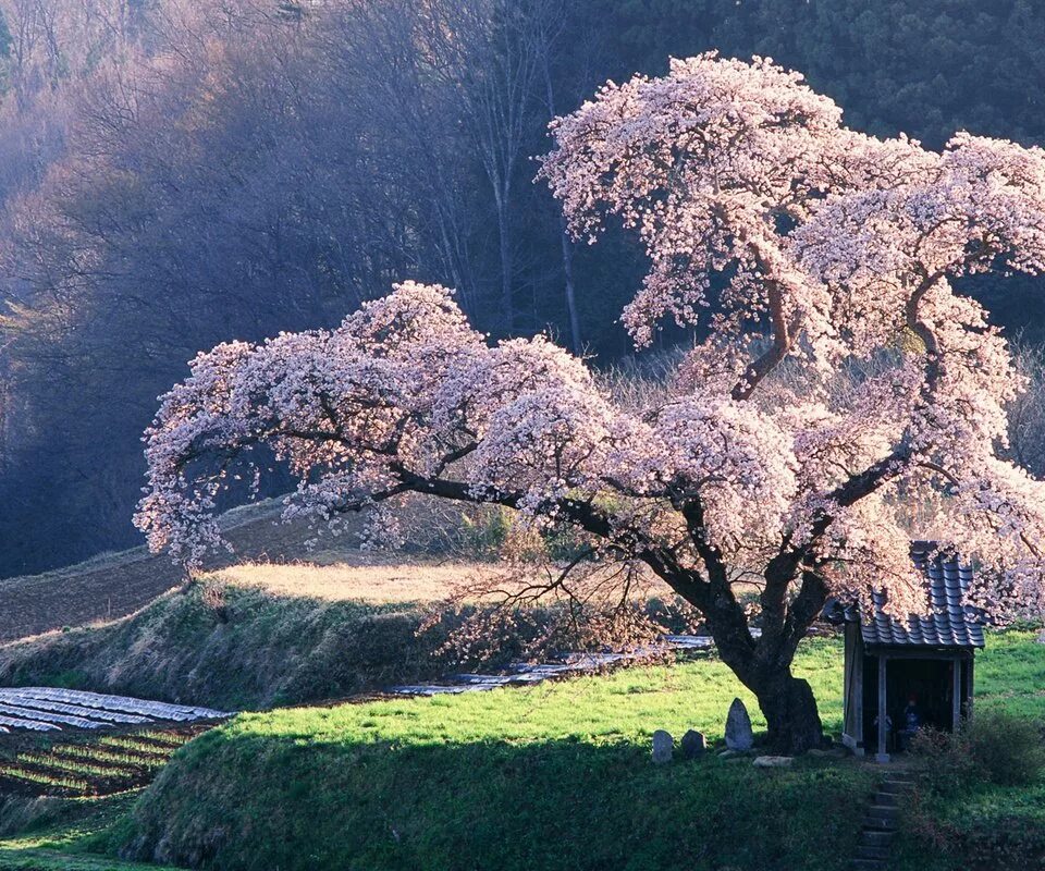 Сакура 6. Японская яблоня. Цветение Сакуры одно дерево. Яблони в Японии. Персиковое дерево в цвету.