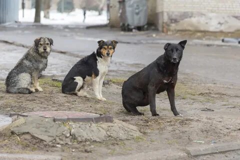 Бывшие бездомные собаки