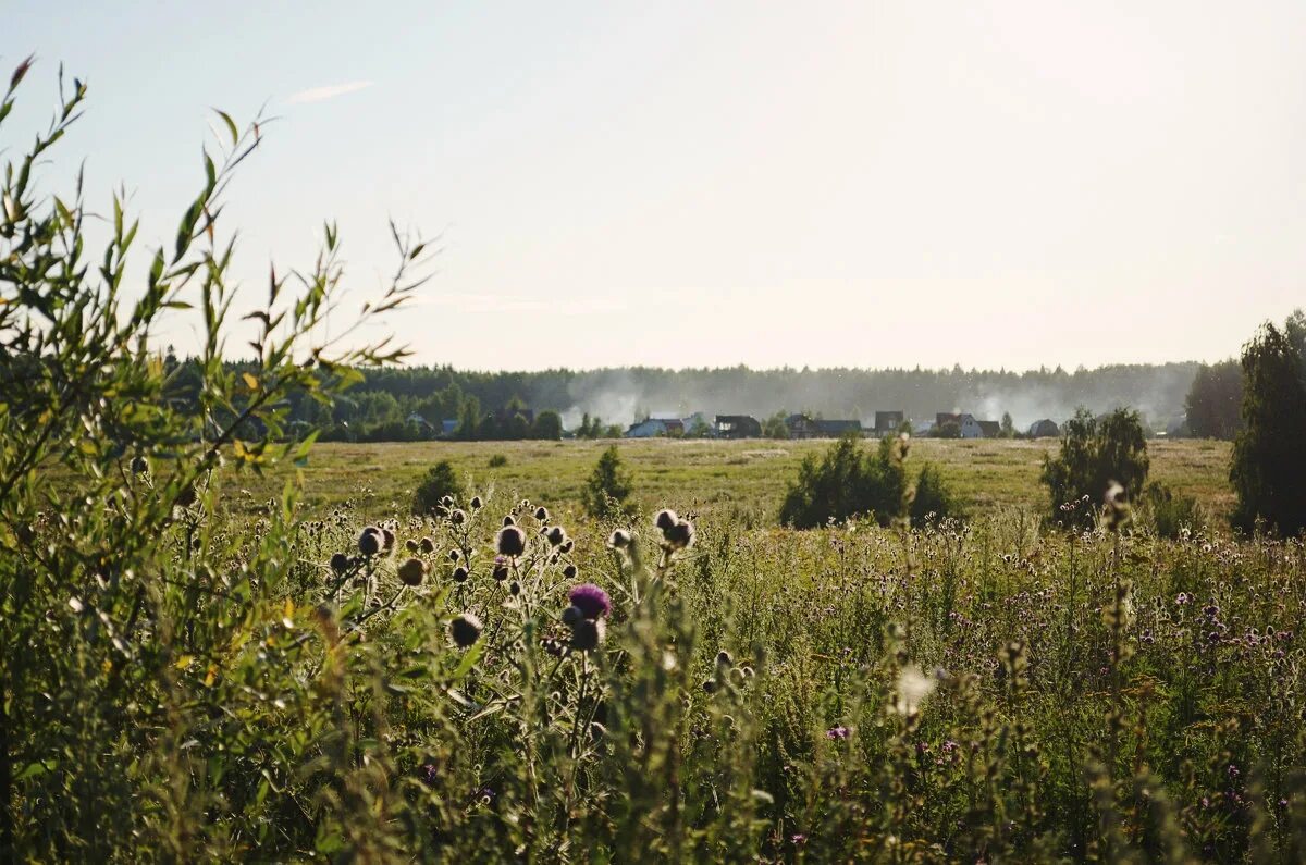 деревня полыни. полынная степь. донник желтый. полынь в тумане. трава чернобыльник под снегом.