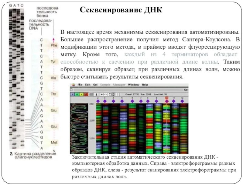 Метод секвенирования днк. Секвенирование ДНК метод Сэнгера. Схема химического секвенирования ДНК. Метод прямого автоматического секвенирования ДНК. Метод NGS секвенирования.