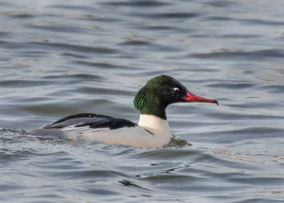 Нырок крохаль. Большой крохаль mergus merganser. Малый крохаль. Большой крохаль утка. Длинноносый (средний) крохаль.