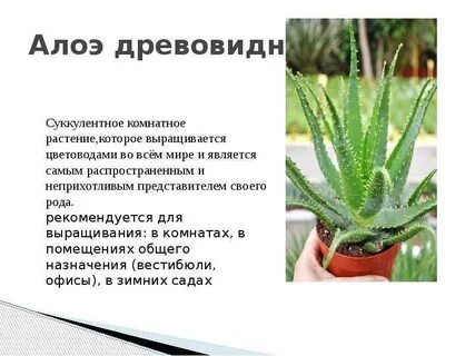Внешние особенности алоэ