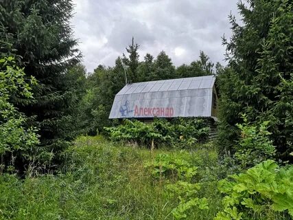 Погода ленинградская область плодовое приозерский