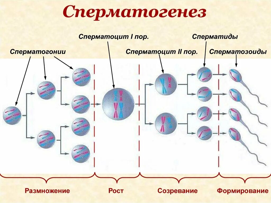 Сперматогенез сколько клеток. Периоды сперматогенеза: размножение, рост, созревание, формирование.. Образование половых клеток сперматогенез. Фаза созревания сперматогенеза. Схема процесса сперматогенеза.