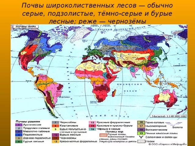 Типы почв характерны для смешанных лесов. Широколиственные леса Тип почвы. Зона широколиственных лесов почва. Почвенная карта широколиственных лесов. Широколиственные леса ареал распространения.