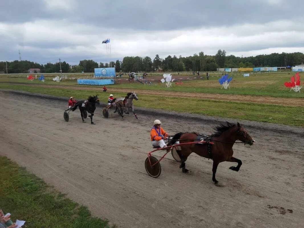 Тракененская лошадь вороная жеребёнок. Лошади курганская область. Скакун курган. Жеребята владимирской породы. Лошади в курганской области.