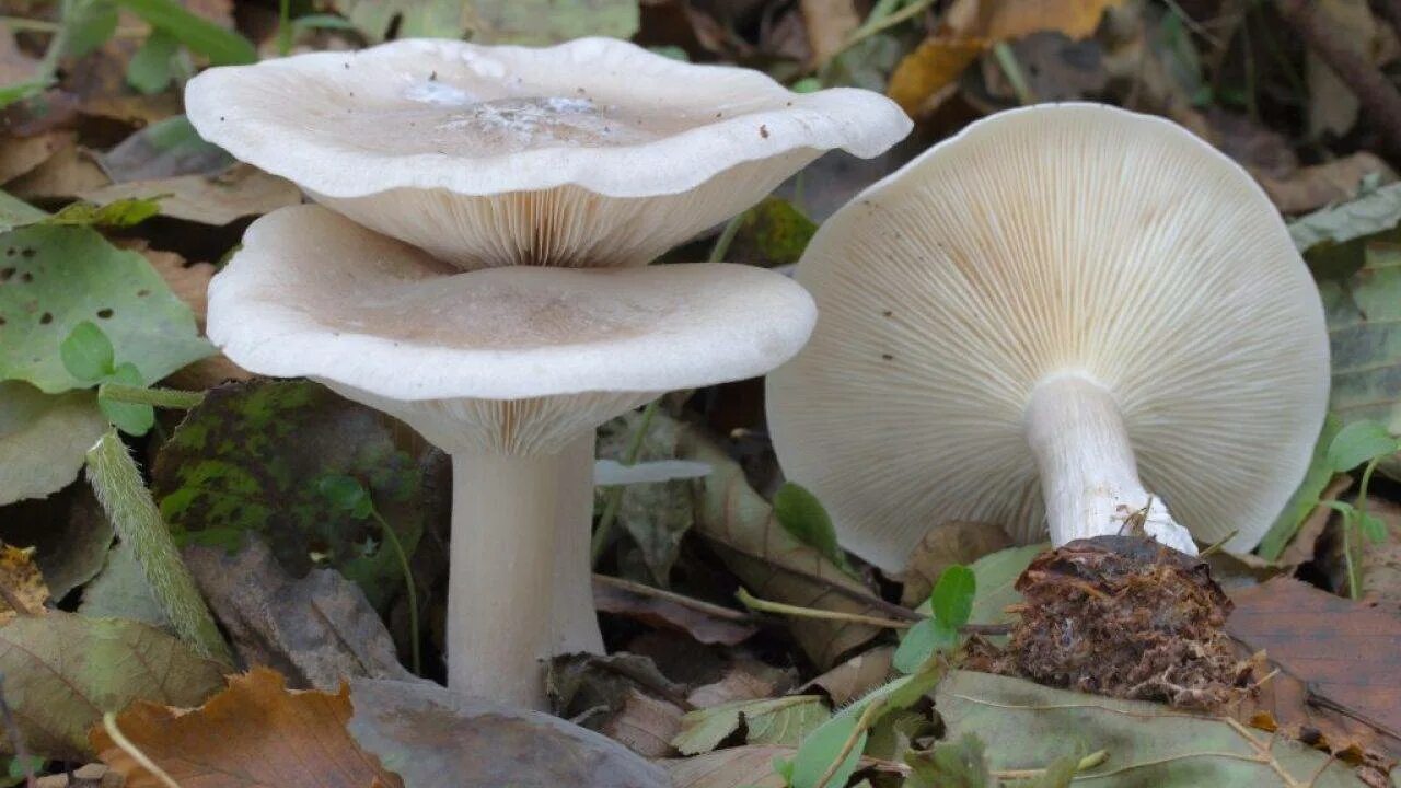 Говорушка восковатая. Говорушка подогнутая (Clitocybe geotropa). Говорушка беловатая. Говорушка беловатая съедобная. Гриб говорушка беловатая.