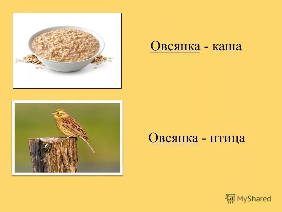 Виды овсянки крупы. Крупа геркулес недробленая. Овсяная сверху сверху крупа. Овес ассортимент крупы. Крупа овсяная геркулес.