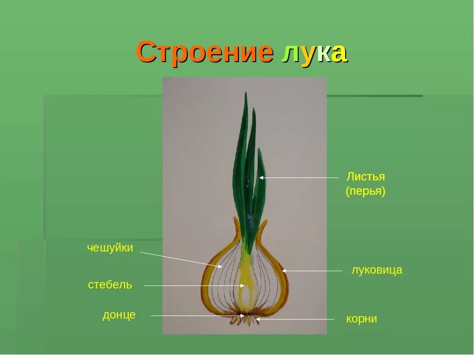 Строение луковых. Строение луковицы репчатого лука. стебель луковицы лука. строение стебля луковицы. схема строения луковицы репчатого лука.