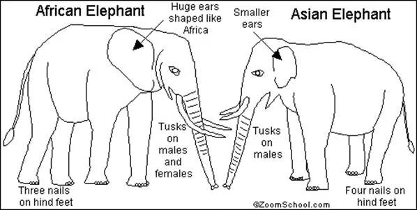 части слона. карточки по английскому языку слон. про слона на английском языке 4 класс. части тела на английском. описание слона на английском.