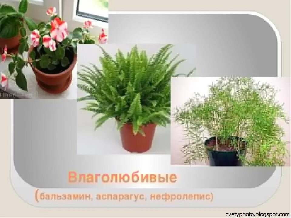 Самое светолюбивое растение. Аспарагус бальзамин. Тенелюбивые влаголюбивые комнатные растения. Цветы влаголюбивые комнатные домашние. Комнатные растения любящие влагу.