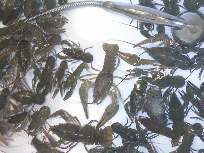 раки новошахтинск. новошахтинск микрорайон. раки новошахтинск.