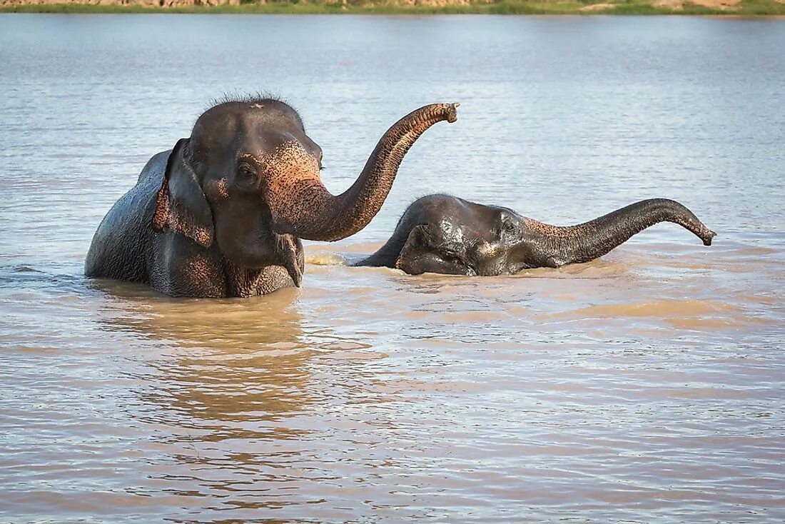 Elephant swim. Слоны плывут. Слон купается. Слон плавает. Слоны умеют плавать.