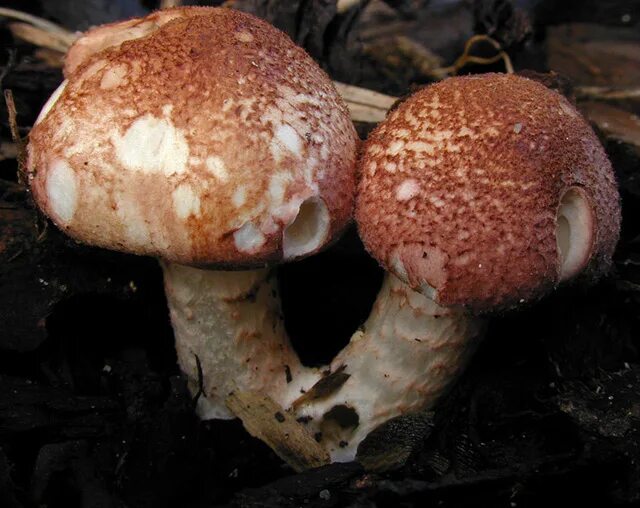 Лепиота коричнево красная фото Lepiota lilacea YouTube