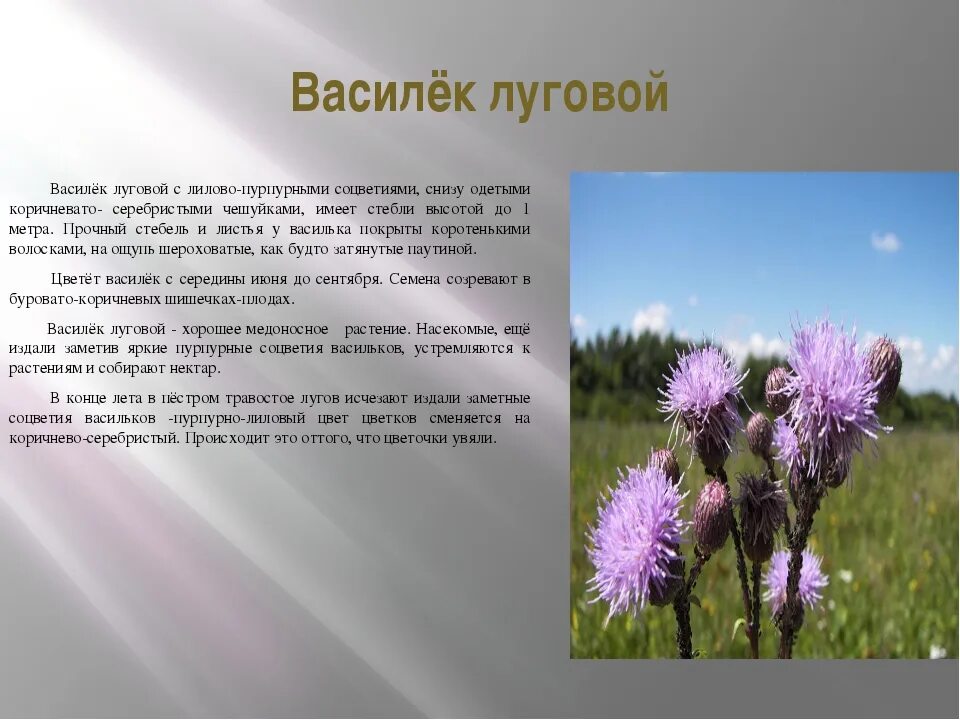 Василек текст описание. Василек гребенчатый. Василек Луговой описание. Василёк Луговой сорные растения. Сообщение Василек Луговой.