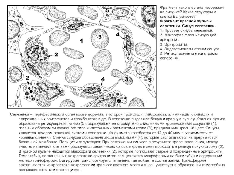 Макрофаги красного костного мозга. Ретикулярные клетки селезенки. Селезеночный синус и тяжи ретикулярных клеток. В селезенке образуются клетки
