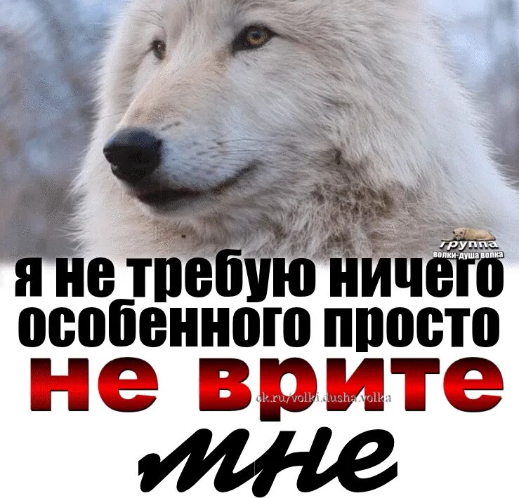 Душа волка. Волки душа волка. Я не требую ничего особенного просто не врите мне. Волки душа в душу.