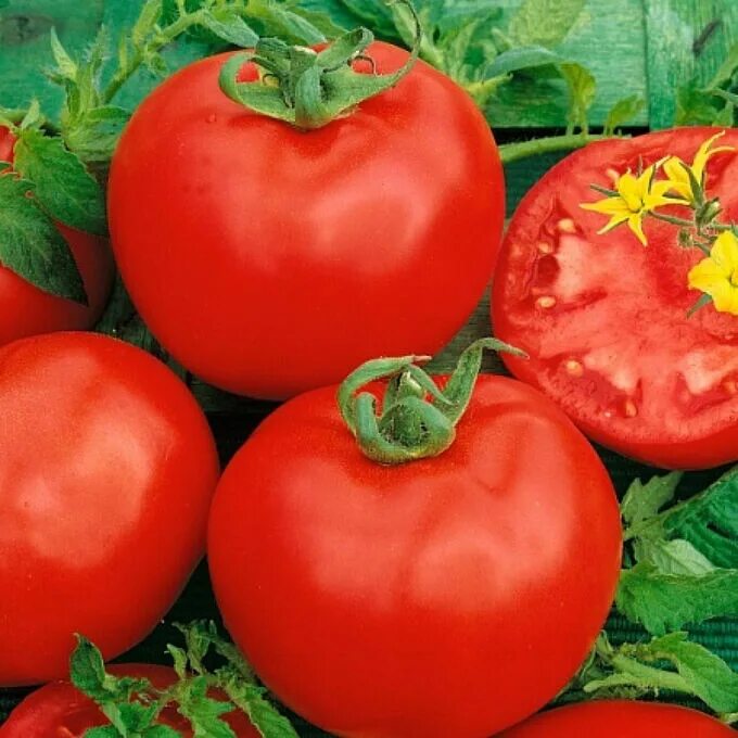 Семена томатов катя. Томат Катя f1. Томат Микадо красный. Семко томат Катя f1. Семена томат Катя f1.