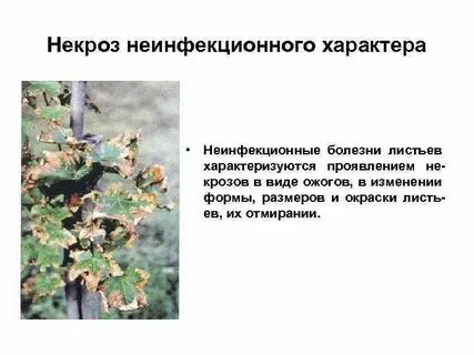 Некроз характеризуется