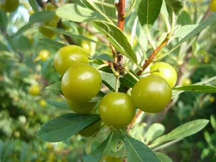 Вишня бессея описание сорта опылители