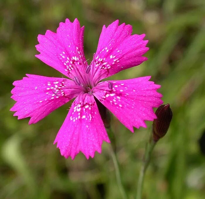 Гвоздика лесная. Гвоздика травянка Лесная. Гвоздика дельтовидная (Dianthus deltoides). Гвоздика травянка Дикая. Гвоздика-травянка (Лесная, дельтовидная).