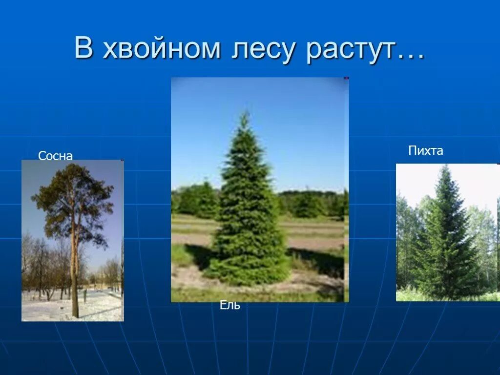 Произрастание хвойных деревьев природная зона. Растения хвойного леса. Хвойные деревья произрастающие в. Растения в хвойных лесах. Что растет в хвойном лесу.