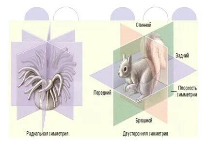 Лучевые черви