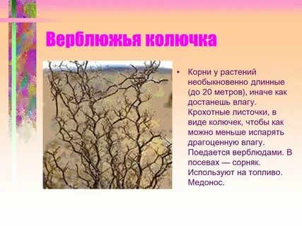Верблюжья какой корень