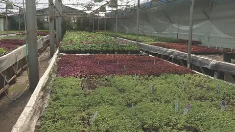 Зеленстрой анапа