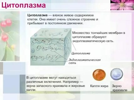 Вязкое живое содержимое клетки