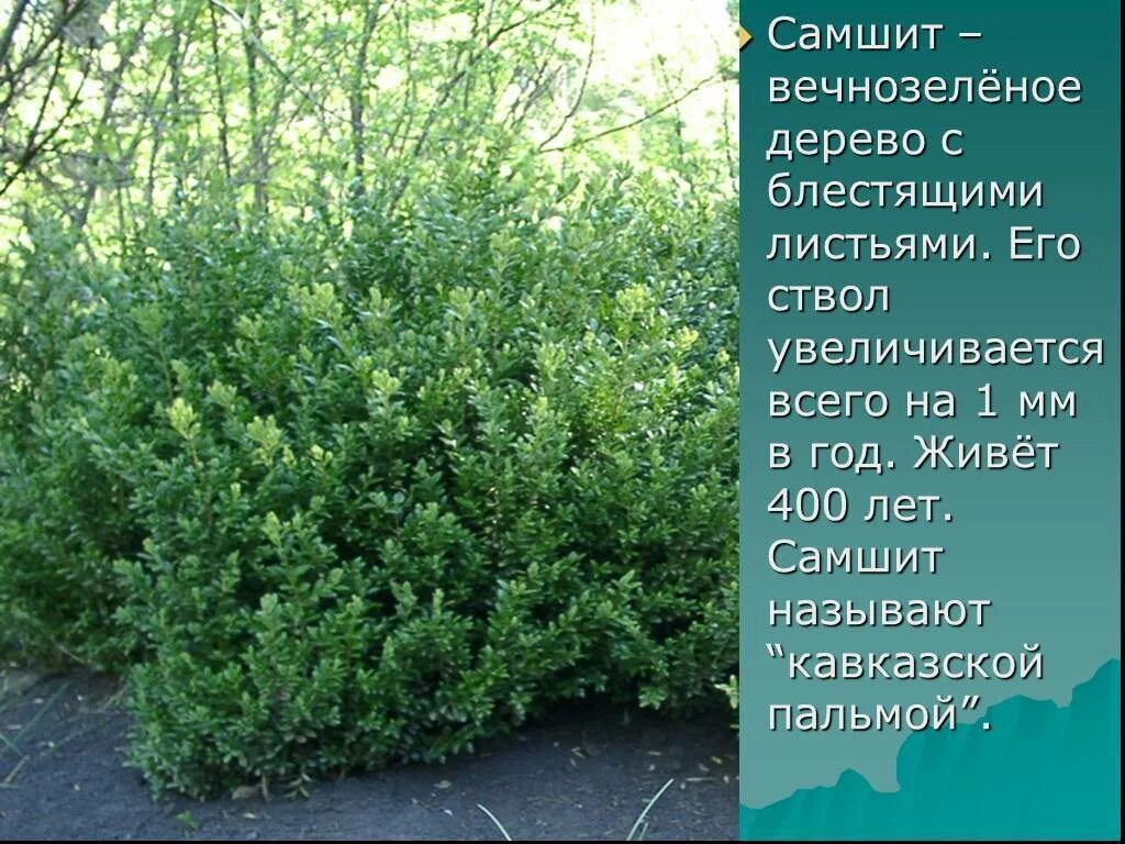 Самшит колхидский куст. Самшит вечнозеленый куст. Самшит вечнозеленый дерево. Самшит колхидский (Buxus colchica).