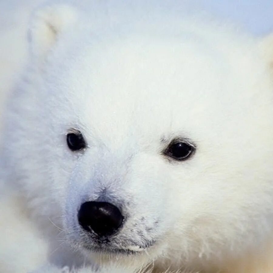 Полярный медведь. Белый медвежонок. Маленький белый медвежонок. Милый белый медвежонок. Маленького белого мишку.