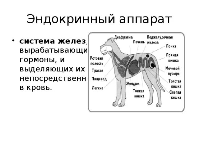 Органы животных 6 класс