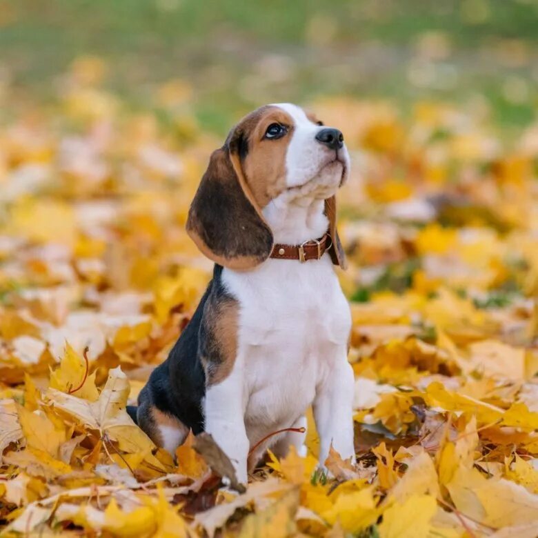 Бигль собака щенок. Бигль рыжий. Бигль карликовый. Взрослый бигль девочка. Бигль щенок стандарт.