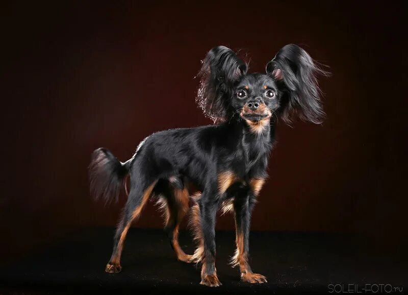 той терьер родословная. той терьер родословная. родословная той терьер. той терьер гладкошерстный. русский той терьер длинношерстный.