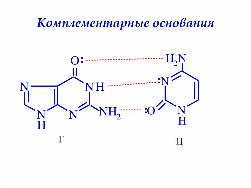 Комплементарные основания в нуклеиновых кислотах. Комплимпнтарные основания это. Комплементарные нуклеотиды днк. Комплементарные основания структуры. Принцип комплементарности в молекуле днк.