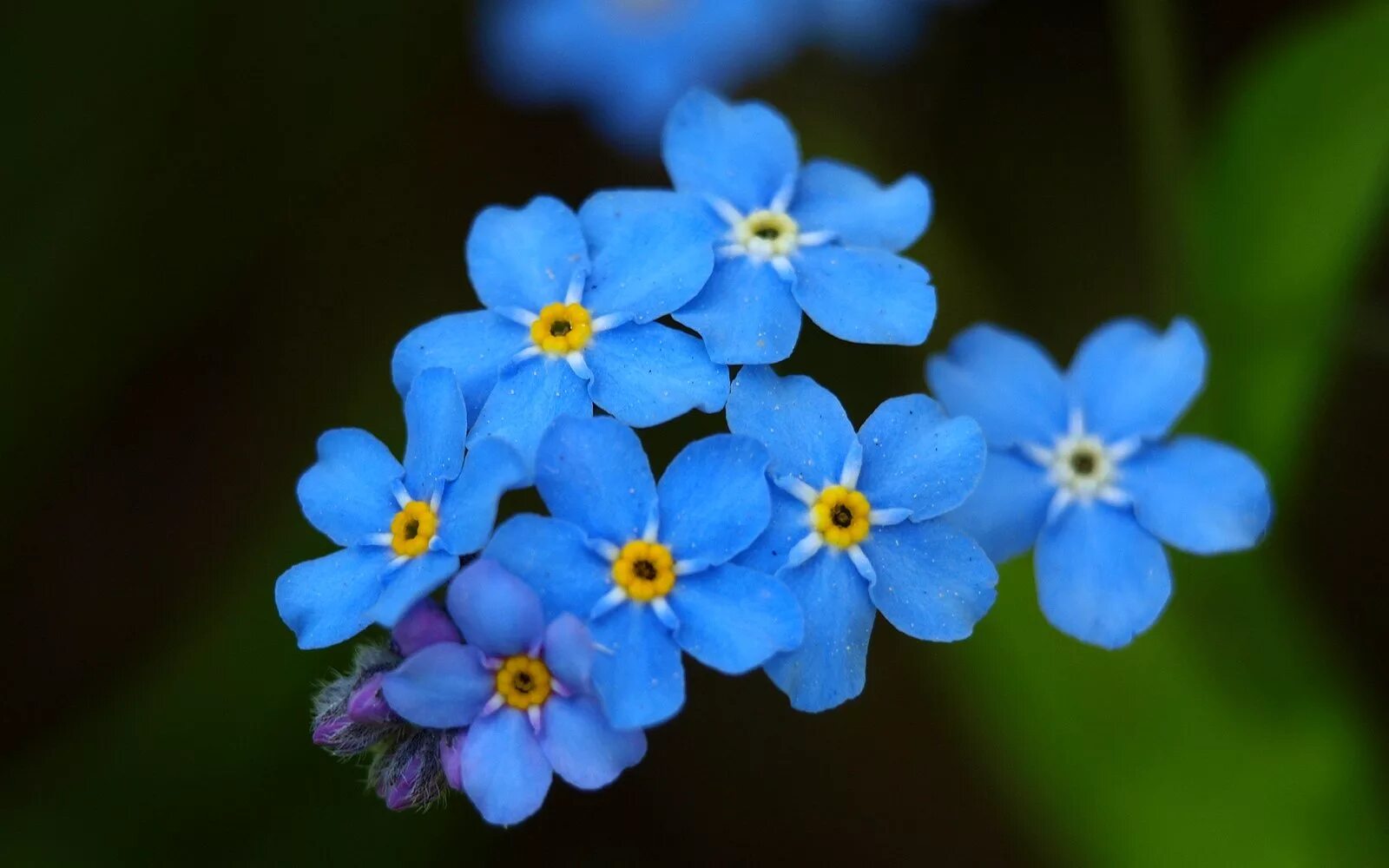 голубые цветы незабудки. незабудка альпийская. голубые цветы незабудки. незабудка гибридная. голубые цветы незабудки.