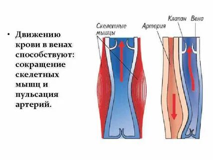 Клапан на ноге где находится