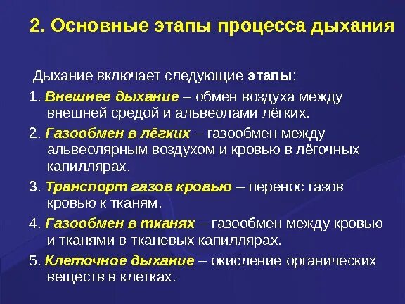 Этапы дыхания характеристика. Этапы процесса дыхания. Основные фазы дыхательного процесса. Процесс дыхания определение этапы.