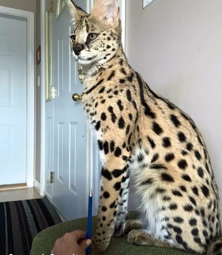 Бенгальская саванна кошка. Саванна кошка. Крупные кошки породы фото. Саванна кошка. Мейн кун ашера.