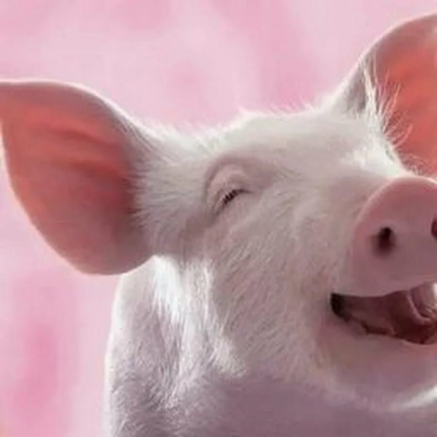 Смешные свинки картинки. Свинья. Свинья улыбается. Красивая хрюшка. Красивый поросенок.