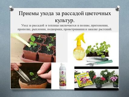 Как ухаживать за рассадой