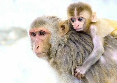 Monkeys partners