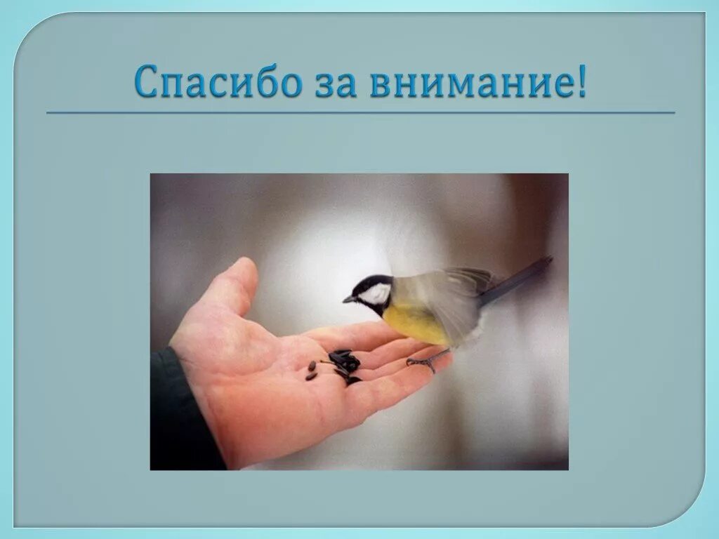 Спасибо за внимание птицы. Спасибо за внимание с птичкой. Спасибо за внимание птицы зимой. Покормите птиц зимой спасибо за внимание.